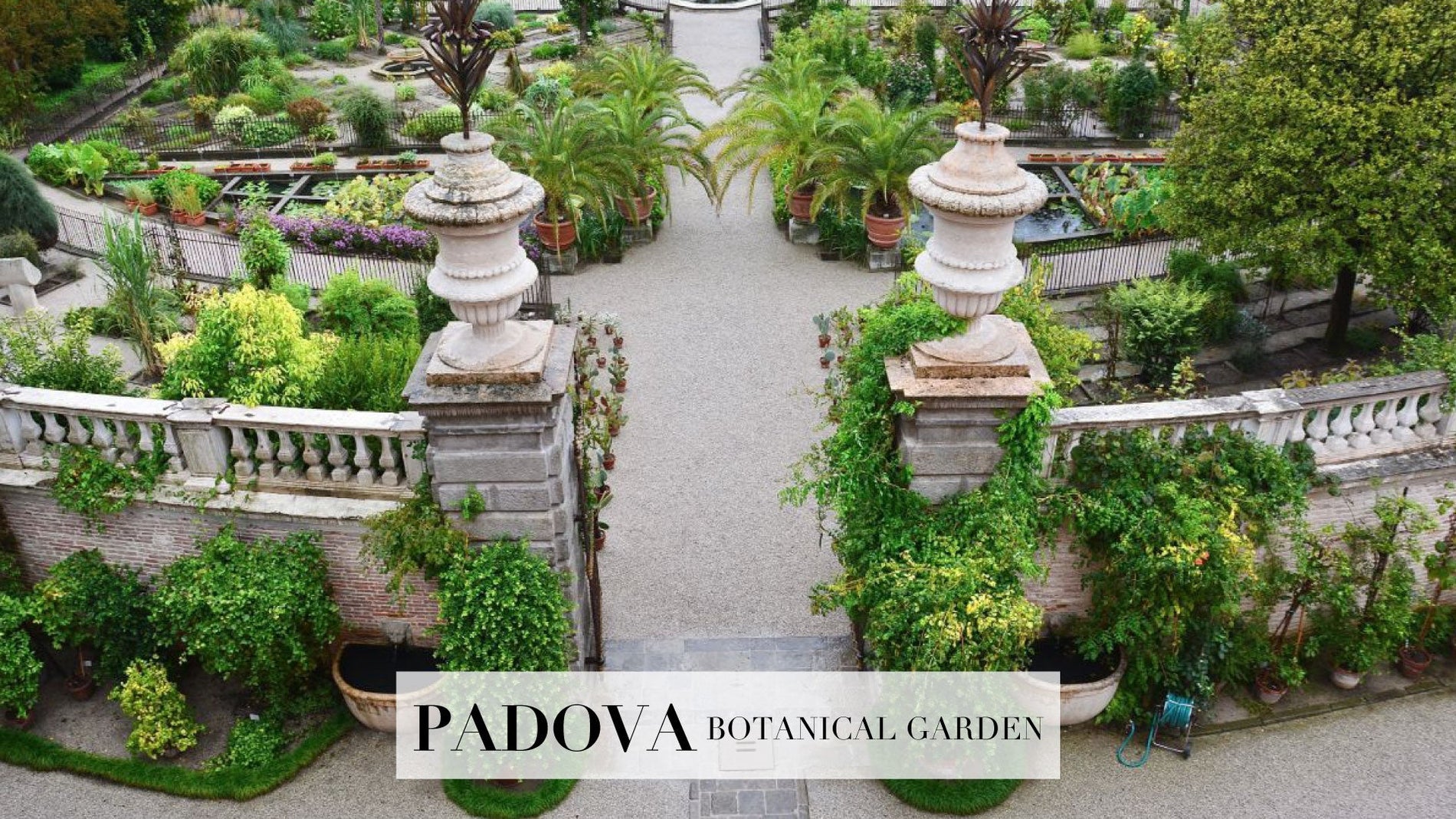 #69 / The simple medicines by nature - Marco Moreo Milano